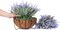 Artificial Faux Outdoor Hanging Flowers Plants Basket for Porch Spring Decoration, 12 Bundlies Fake UV Resistant Lavender with Coconut Lining Baskets for Home Patio Balcony Yard